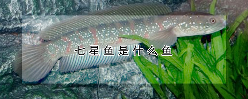 七星魚是什麼魚