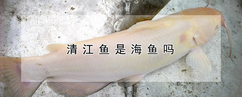 清江魚是海魚嗎