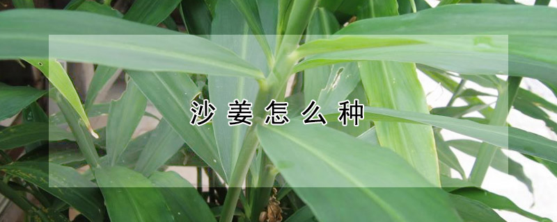 沙薑怎麼種