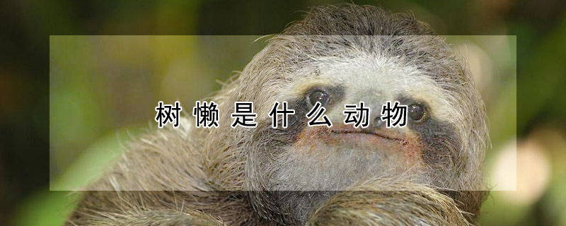 樹懶是什麼動物