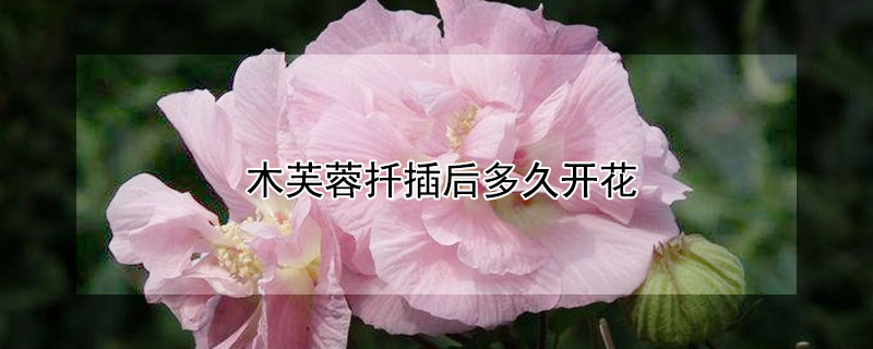 木芙蓉扡插後多久開花