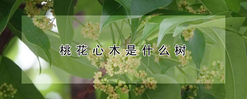 桃花心木是什麼樹