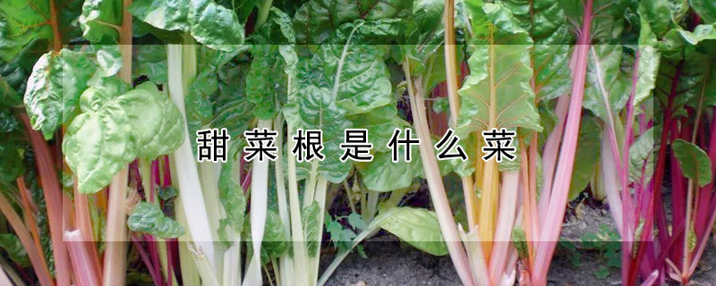 甜菜根是什麼菜