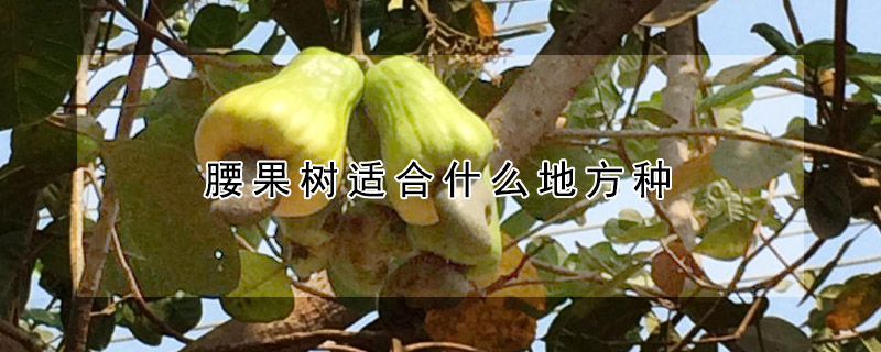 腰果樹適合什麼地方種