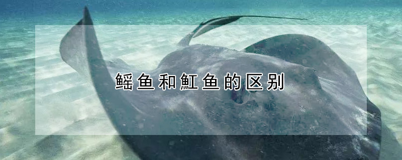 鰩魚和魟魚的區別