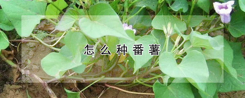 怎麼種番薯