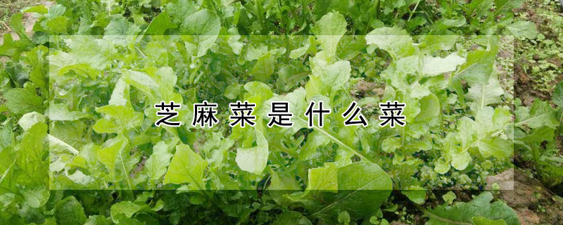 芝麻菜是什麼菜