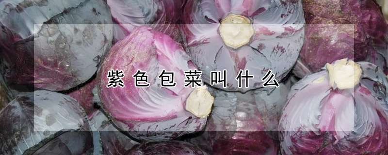 紫色包菜叫什麼