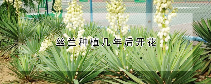 絲蘭種植幾年後開花