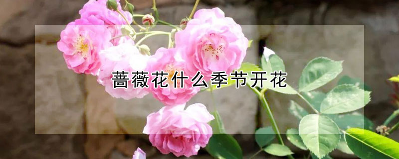 薔薇花什麼季節開花