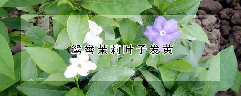 鴛鴦茉莉葉子發黃