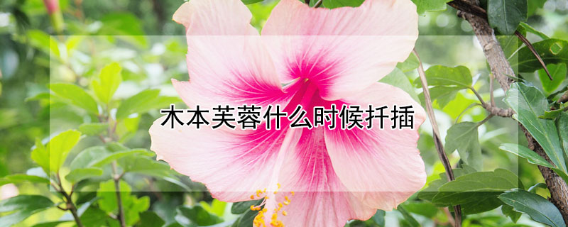 木本芙蓉什麼時候扡插