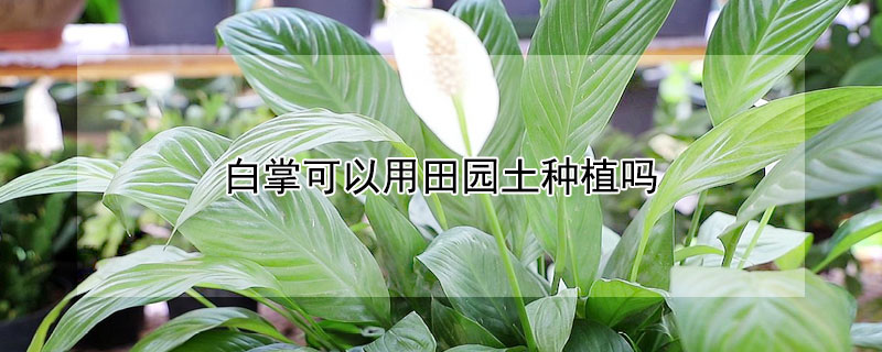 白掌可以用田園土種植嗎