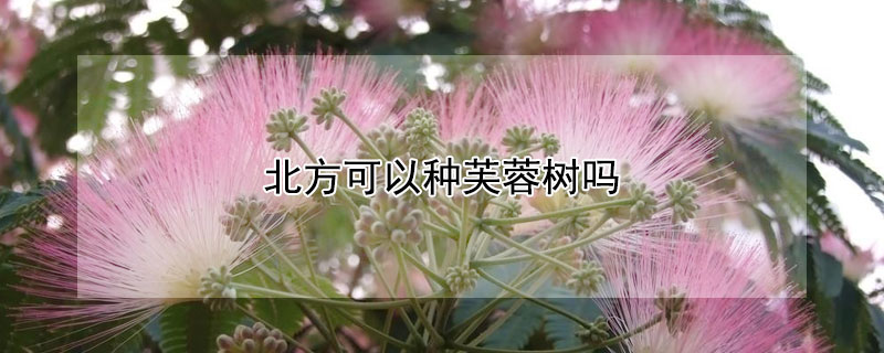 北方可以種芙蓉樹嗎