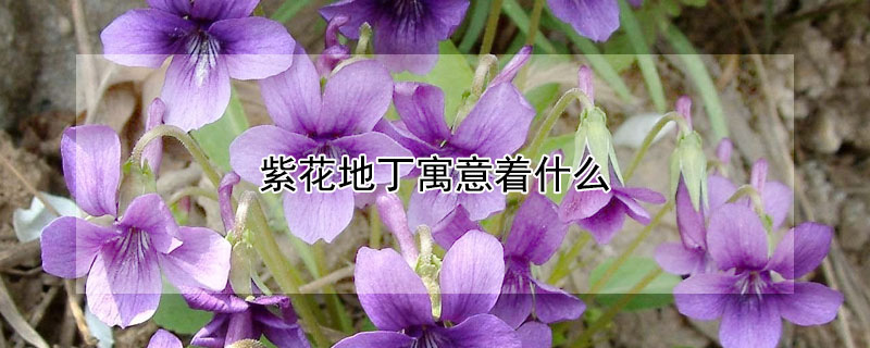 紫花地丁寓意著什麼