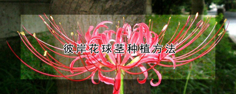 彼岸花球莖種植方法