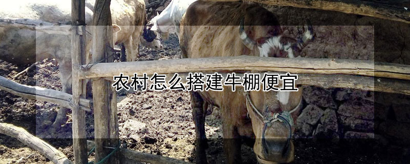 農村怎麼搭建牛棚便宜