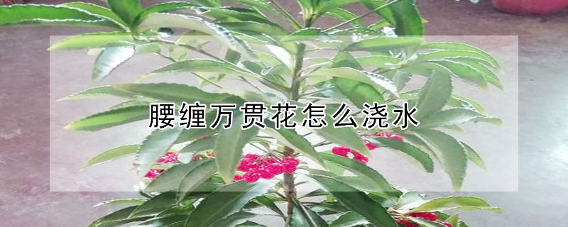 腰纏萬貫花怎麼澆水