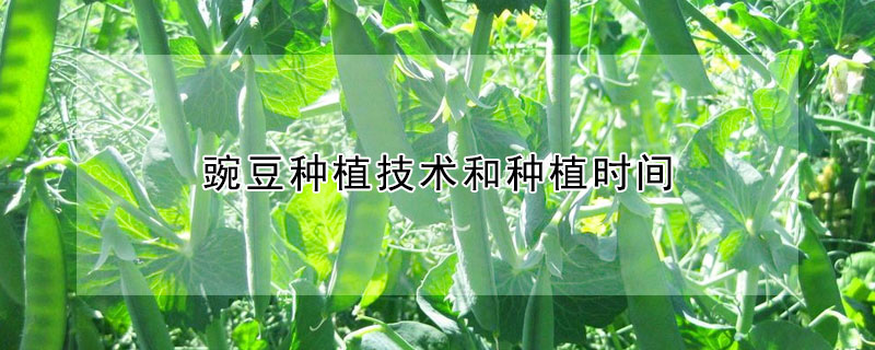 豌豆種植技術和種植時間