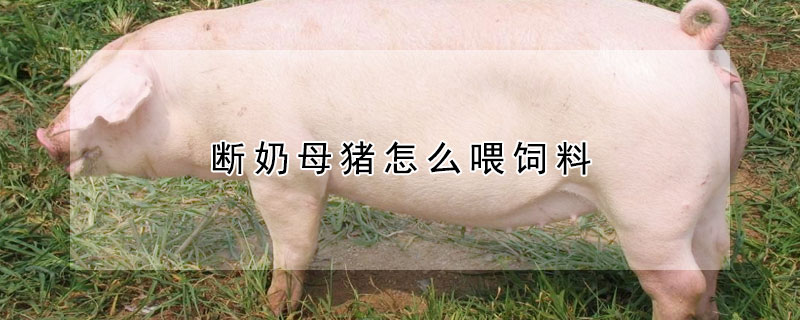 斷奶母豬怎麼喂飼料