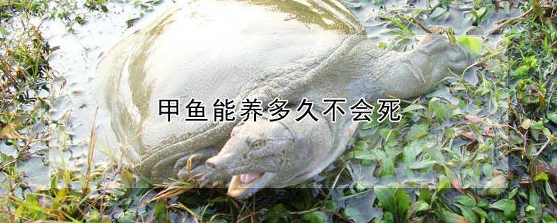 甲魚能養多久不會死