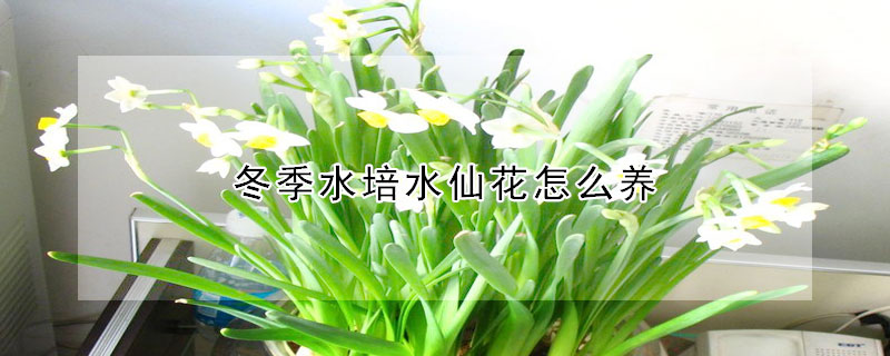 冬季水培水仙花怎麼養