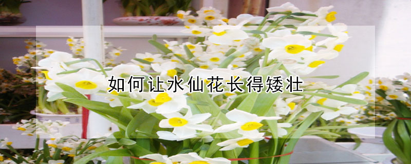 如何讓水仙花長得矮壯