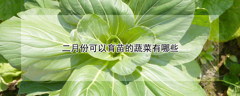 二月份可以育苗的蔬菜有哪些