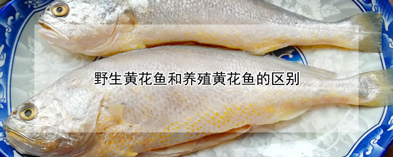 野生黃花魚和養殖黃花魚的區別