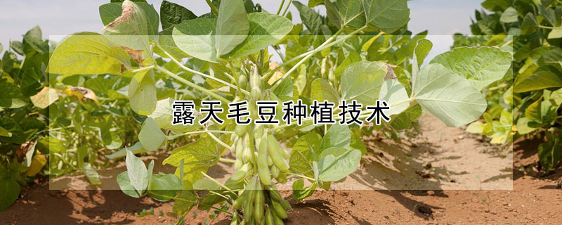 露天毛豆種植技術