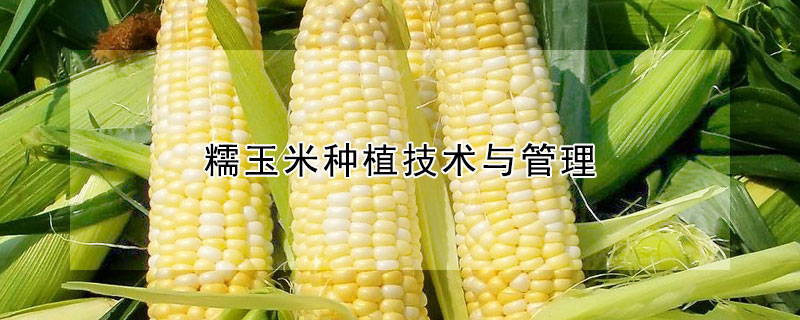 糯玉米種植技術與管理