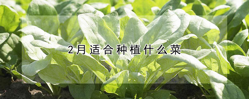 2月適合種植什麼菜