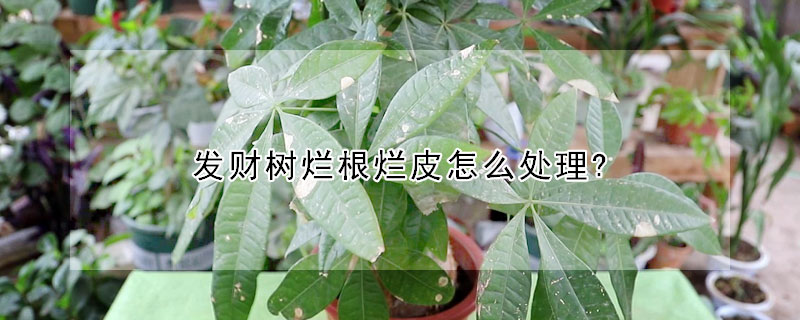 發財樹爛根爛皮怎麼處理?