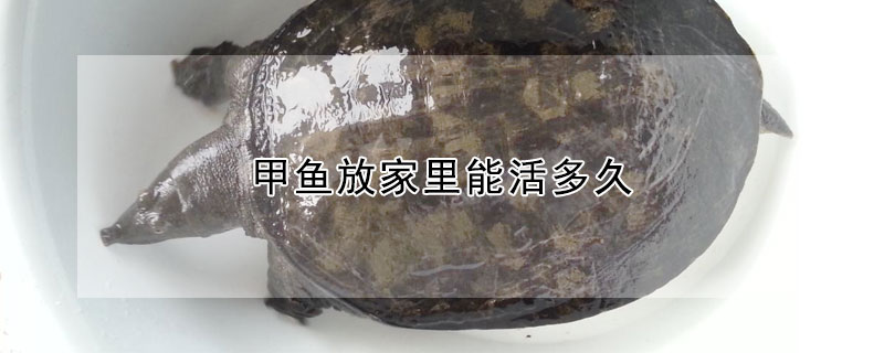 甲魚放家裏能活多久