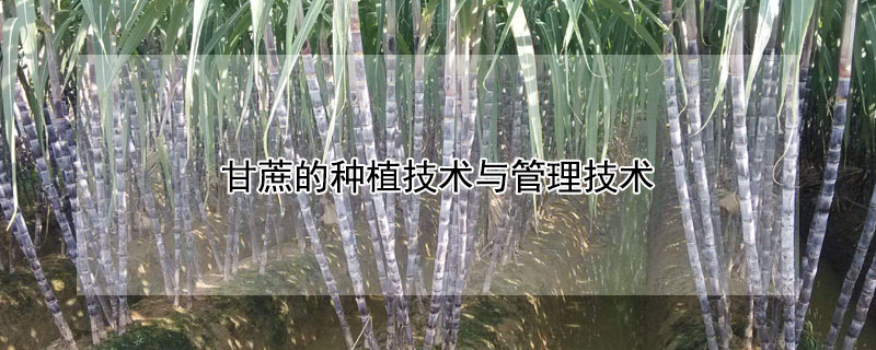 甘蔗的種植技術與管理技術