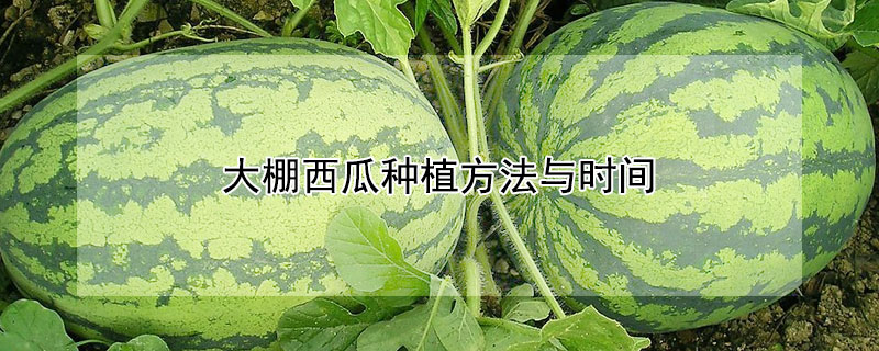 大棚西瓜種植方法與時間