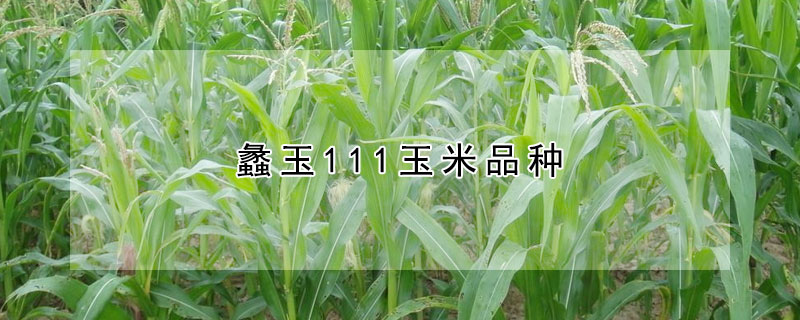 蠡玉111玉米品種