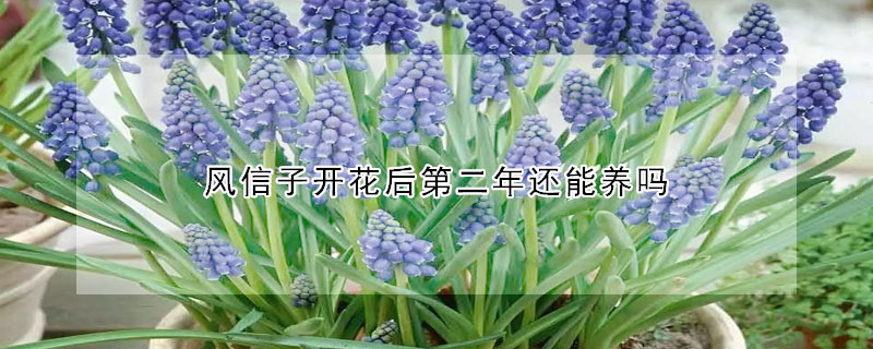 風信子開花後第二年還能養嗎