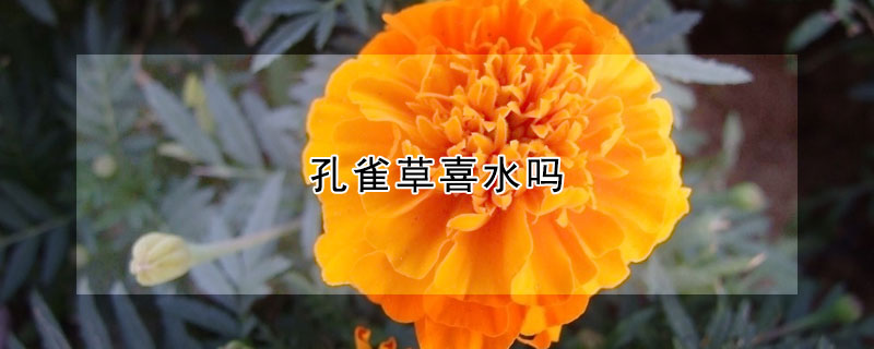 孔雀草喜水嗎