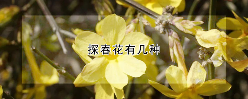 探春花有幾種