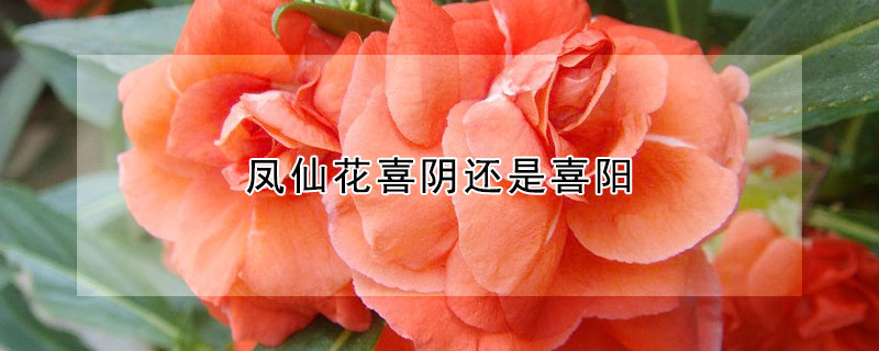 鳳仙花喜陰還是喜陽