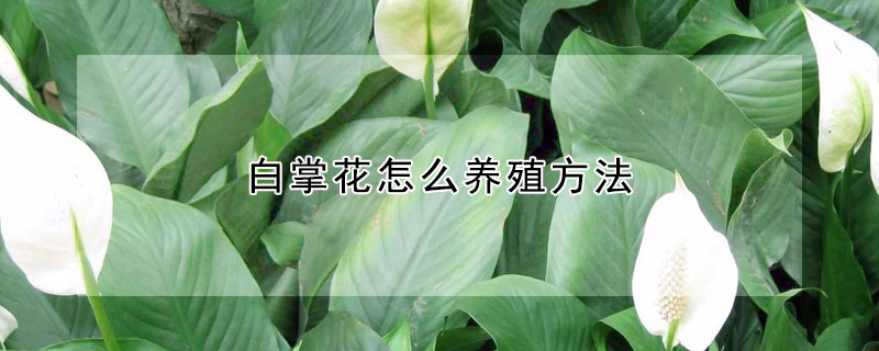 白掌花怎麼養殖方法