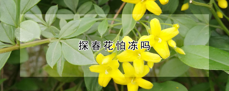 探春花怕凍嗎