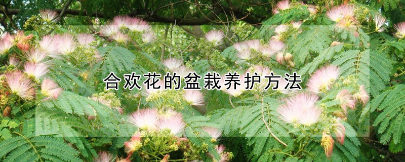 合歡花的盆栽養護方法