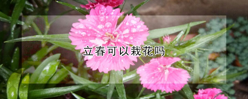 立春可以栽花嗎