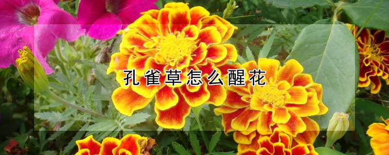 孔雀草怎麼醒花