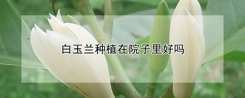 白玉蘭種植在院子裏好嗎