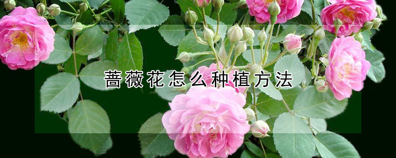 薔薇花怎麼種植方法