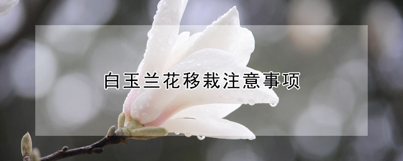 白玉蘭花移栽注意事項