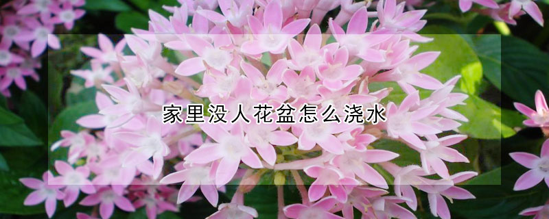 家裏沒人花盆怎麼澆水